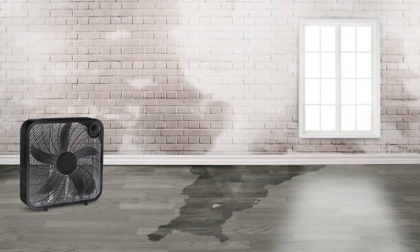 Best Water damage cleanup near me  in Hugo, OK